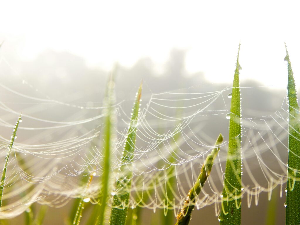 araña